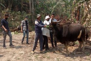 CoVS&AH conducts vaccinationcamp of cattle at New Peren village | Nagaland  Post